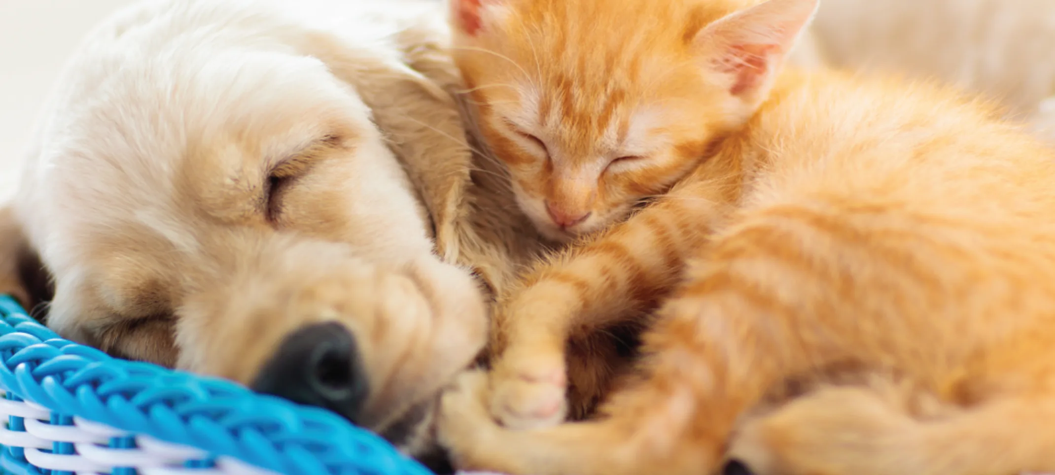 DOG AND CAT LAYING TOGETHER